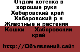 Отдам котенка в хорошие руки - Хабаровский край, Хабаровский р-н Животные и растения » Кошки   . Хабаровский край